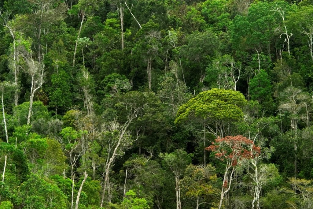 Bahia é o estado que mais derrubou Mata Atlântica no Brasil em 2022