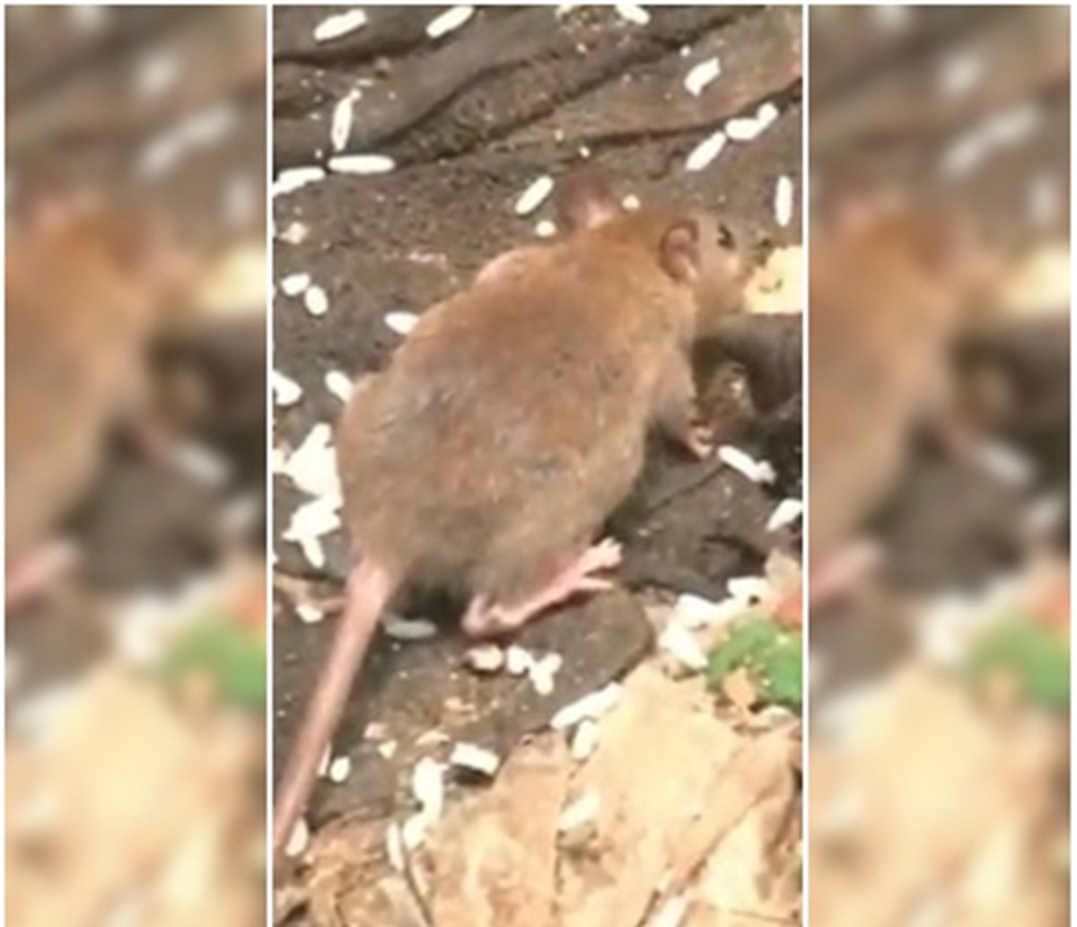 Moradores Do Alto Do Cabrito Sofrem Ratos E Mau Cheiro De Esgoto A