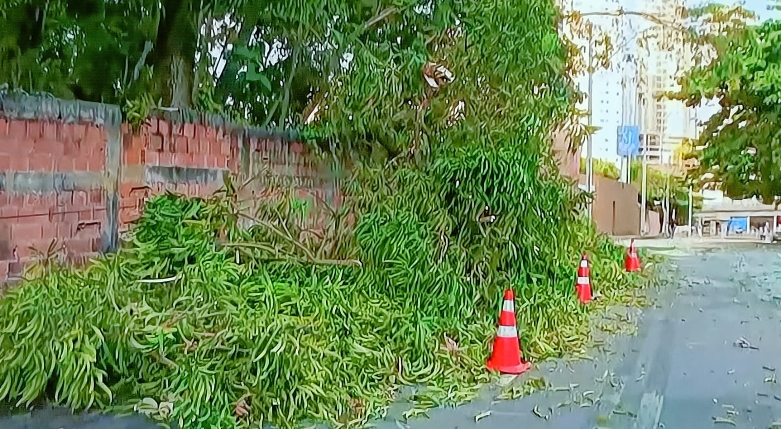 Queda de árvore interdita parte de rua no Caminho das Árvores Aratu On