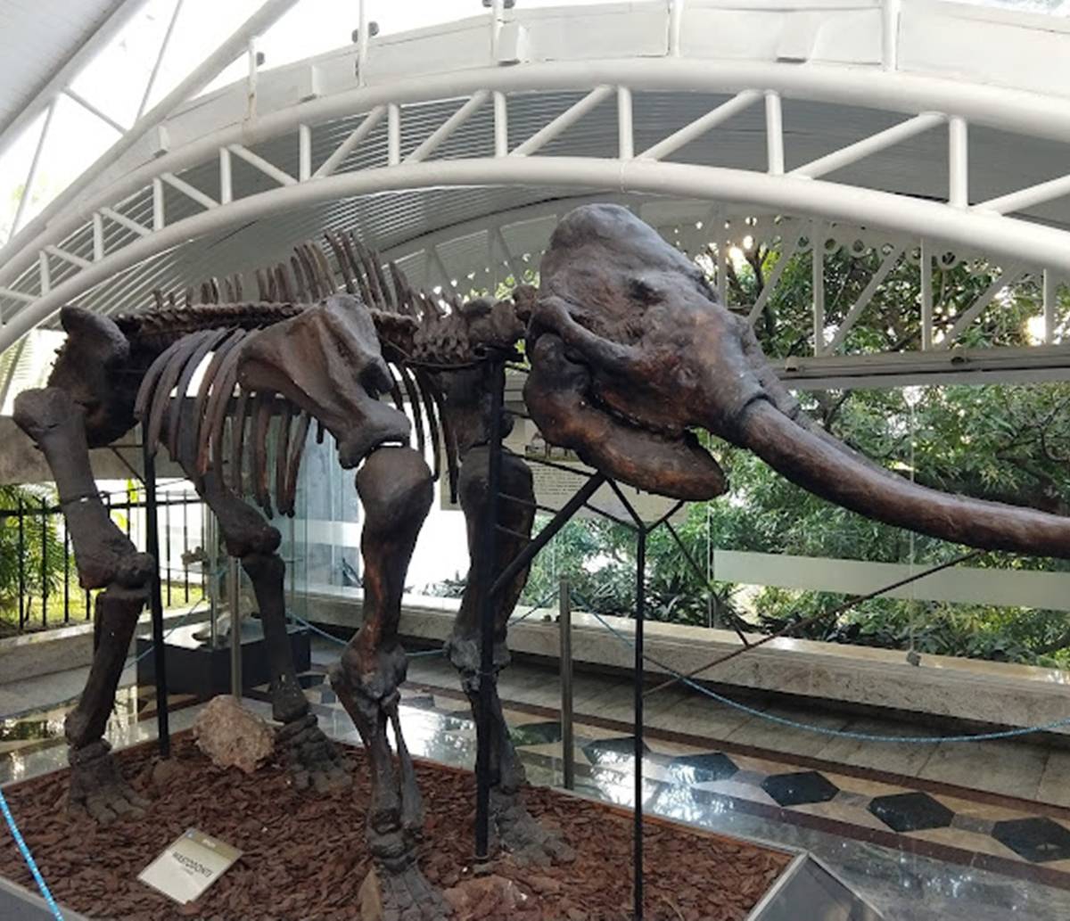 Museu Geológico da Bahia completa 48 anos de história Aratu On