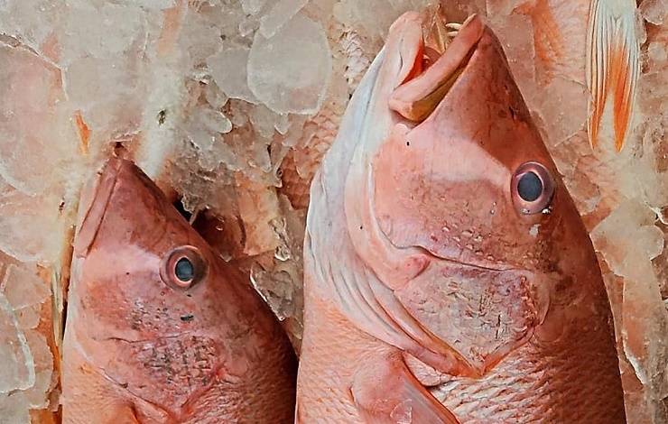 Vai Comprar Peixe Para A Semana Santa Saiba Como Escolher Bem O