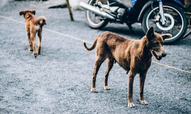 Ambientalista denúncia emissora após morte de cachorros em Salvador