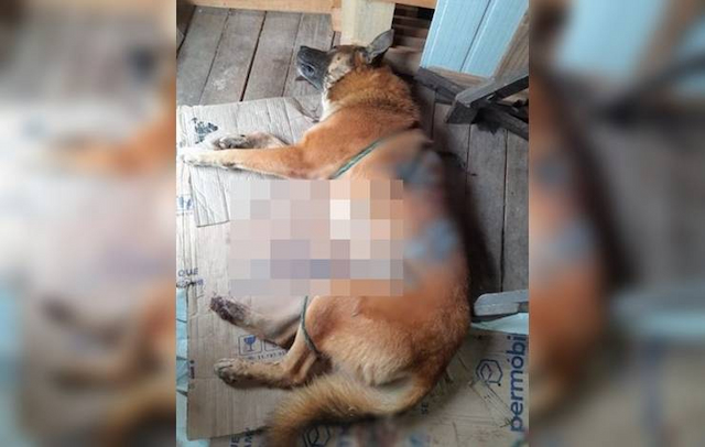 Mulher é acusada por vizinhos de esfaquear cachorro em Boca da Mata; animal morreu