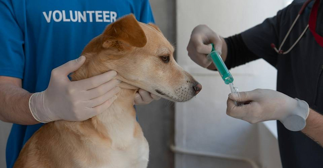 Aplicação gratuita de vacina canina V10 acontece no Parque da Cidade até quinta-feira (21)