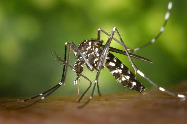 Cresce os casos de dengue no país: clima quente favorece a proliferação do mosquito