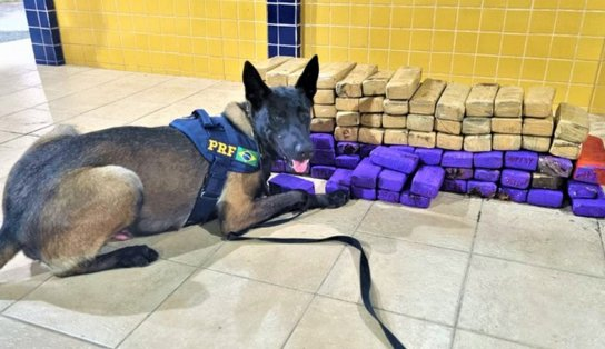 Opera"cão" da PRF prende duas mulheres e retém 70Kg de drogas em Feira de Santana