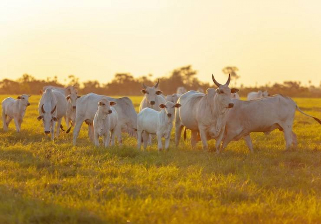 Você sabe qual a relação entre raças de bovinos e sabores da carne? Chef explica