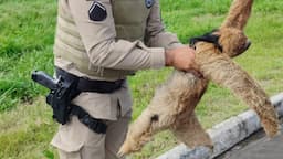 Bicho-preguiça é resgatado na Bahia. | Foto: 53ª CIPM