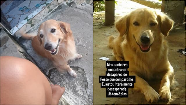 Cachorro idoso desaparece em São Caetano: 'Estou desesperada', diz tutora