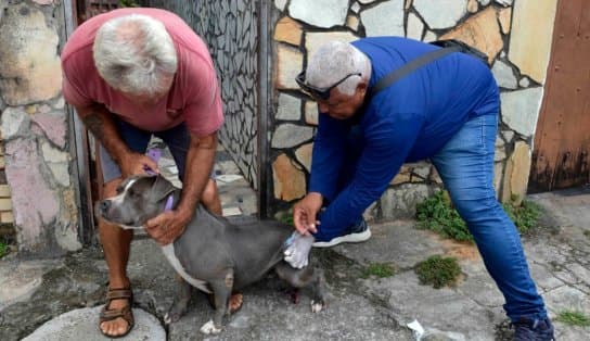 Pets podem ser vacinados contra a raiva em vários pontos de Salvador; confira