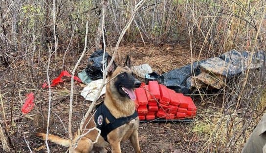 Vídeo: Faro aguçado de doguinho encontra 40 kg de maconha enterrados em Barreiras