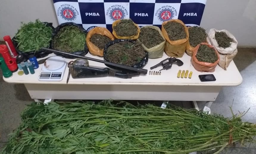 Novo Horizonte: polícia descobre terreno com cerca de mil pés de maconha; traficante acaba morto