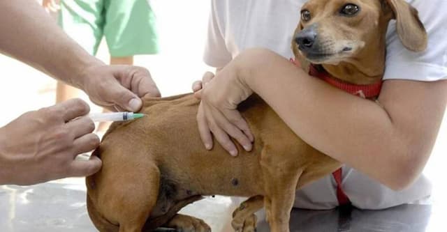 Shopping Barra oferece vacinação antirrábica gratuita para cães e gatos neste sábado (13)