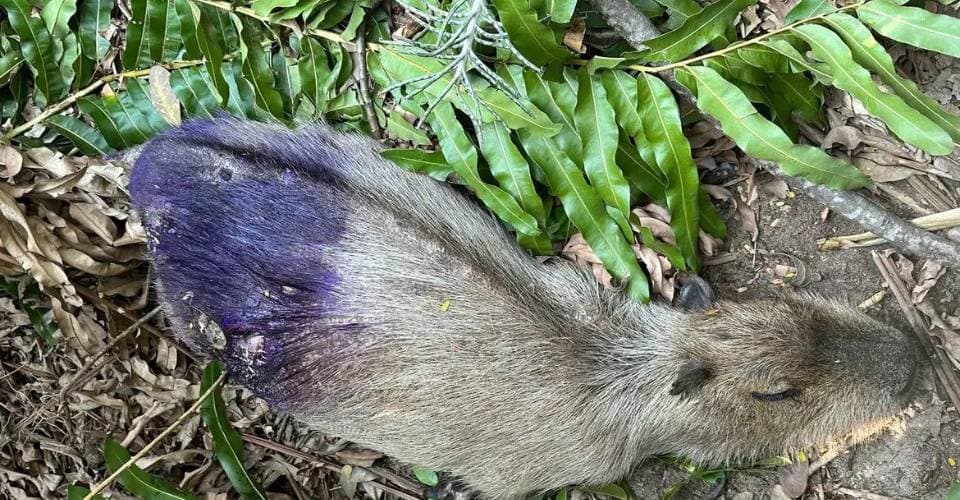 Polícia investiga abate ilegal de capivaras para venda no Rio de Janeiro