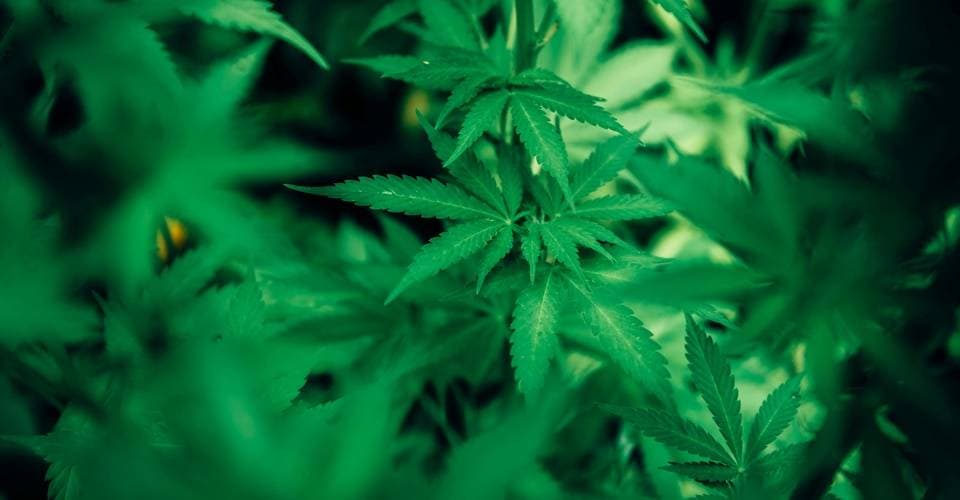 STF retoma julgamento sobre descriminalização da maconha nesta terça (25)