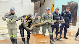 Sucuri de quase 5 metros é capturada em rede de esgoto na Bahia