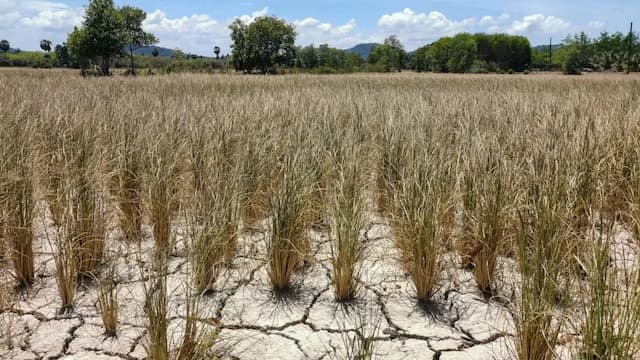 Governo da Bahia homologa decretos de emergência em 10 municípios