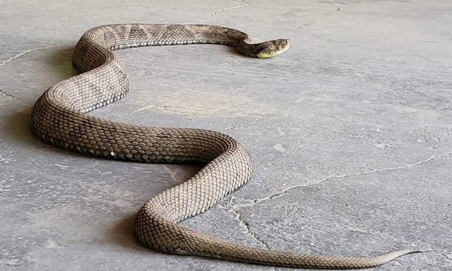 Jararaca é encontrada em escola particular de Porto Seguro