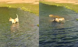 Cachorro atacado por jacaré