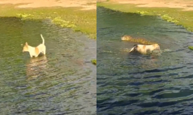 Cachorro é atacado por jacaré em lagoa no interior da Bahia