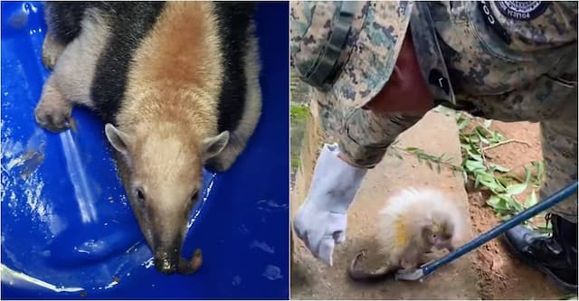 Polícia Militar resgata quatro animais silvestres em Salvador