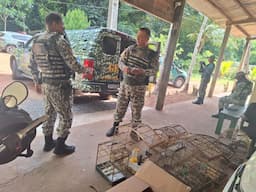 Aves e o jabuti foram encaminhados para centros de triagem. Foto: Divulgação / GCM