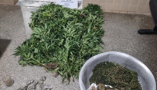 Irmãos são presos em plantação de maconha no município de Seabra; mais de 50 pés da erva foram erradicadas