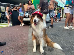 cachorro folião carnaval barra