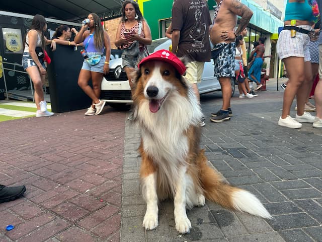 Com direito a viseira, cachorro faz sucesso no Carnaval da Barra