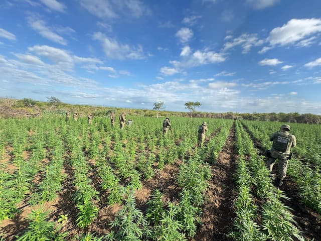 Homem é preso com 90 mil pés de maconha no norte da Bahia