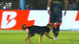 Cachorro invade o gramado de partida do Gaúchão