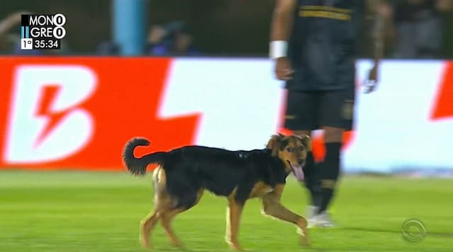 Cachorro invade gramado e paralisa partida do Campeonato Gaúcho