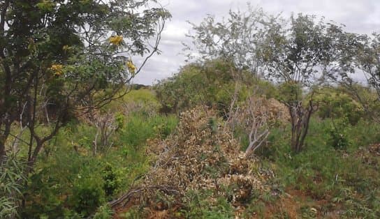 Mais de oito mil pés de maconha são encontrados Curaçá