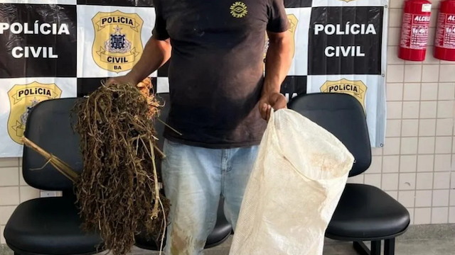 Homem é preso ao tentar furtar pés de maconha que seriam incinerados