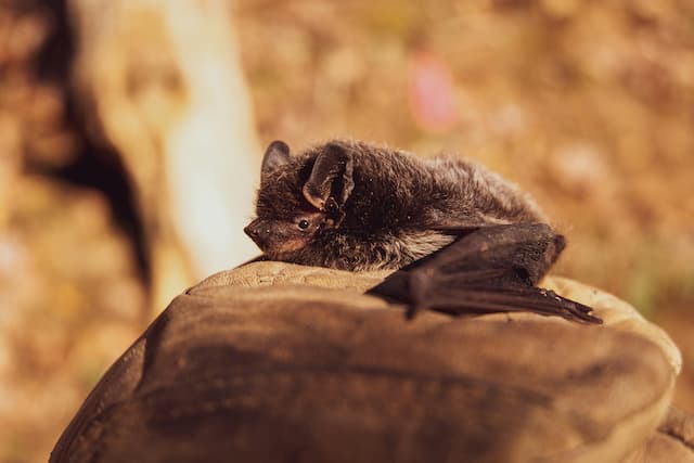 Doença desconhecida mata mais de 50 pessoas em poucas horas no Congo