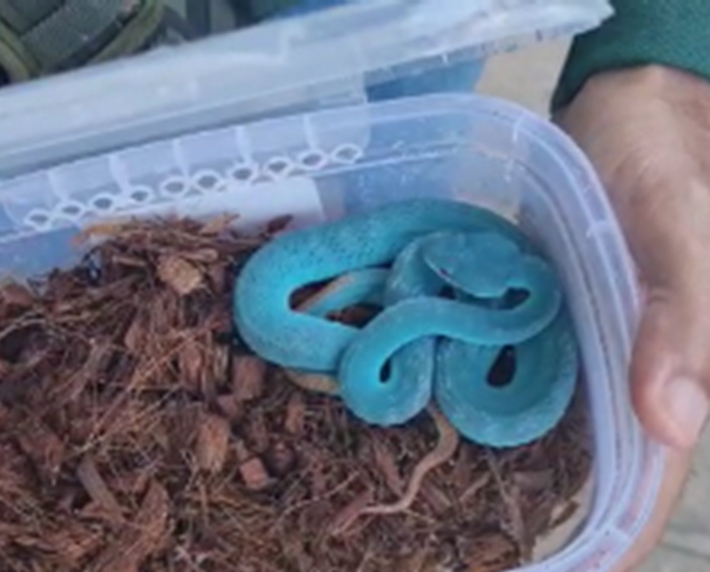 Essa RARA COBRA AZUL é Única no Mundo (Trimeresurus insularis) A