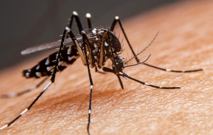 CTNBio aprova biosseguran&ccedil;a de vacina contra a dengue