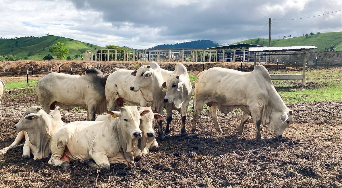 Nelore de Excelência: Agropecuária promove dia de campo e dá show de pecuária de ciclo curto na Bahia