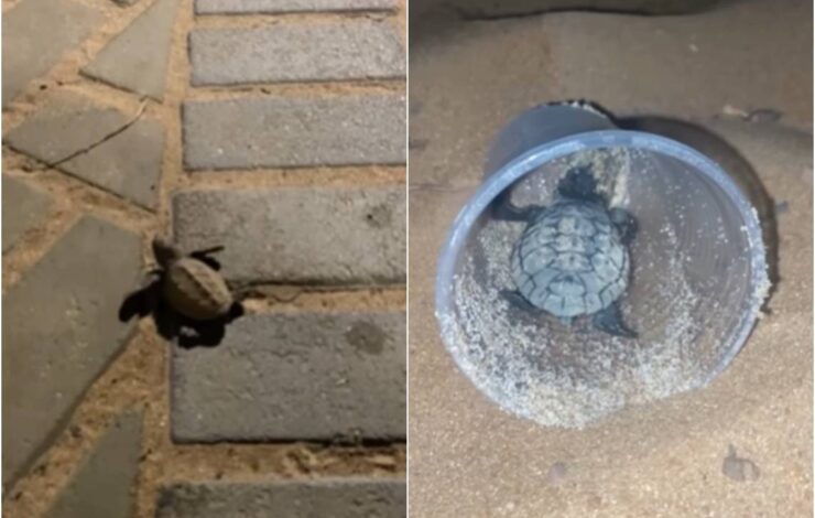 Mais de 10 tartarugas s&atilde;o resgatadas na orla de Salvador