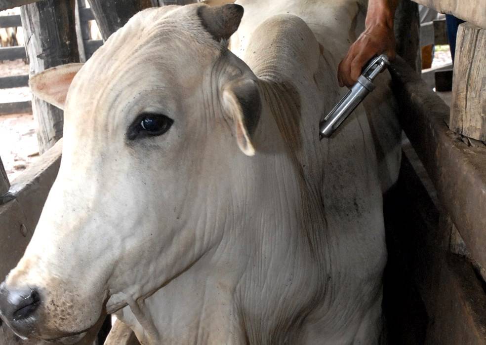 Aftosa: armazenamento, comercialização e uso de vacinas contra a febre aftosa são proibidos pelo MAPA