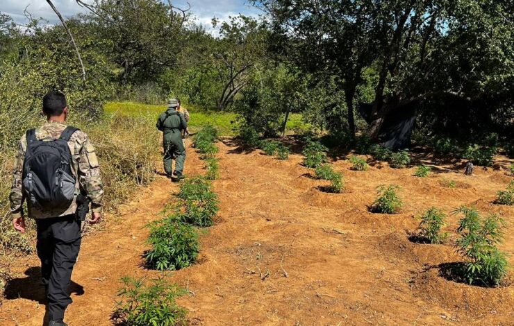 Ro&ccedil;a com cerca de 320 p&eacute;s de maconha &eacute; destru&iacute;da em opera&ccedil;&atilde;o no norte do estado da Bahia